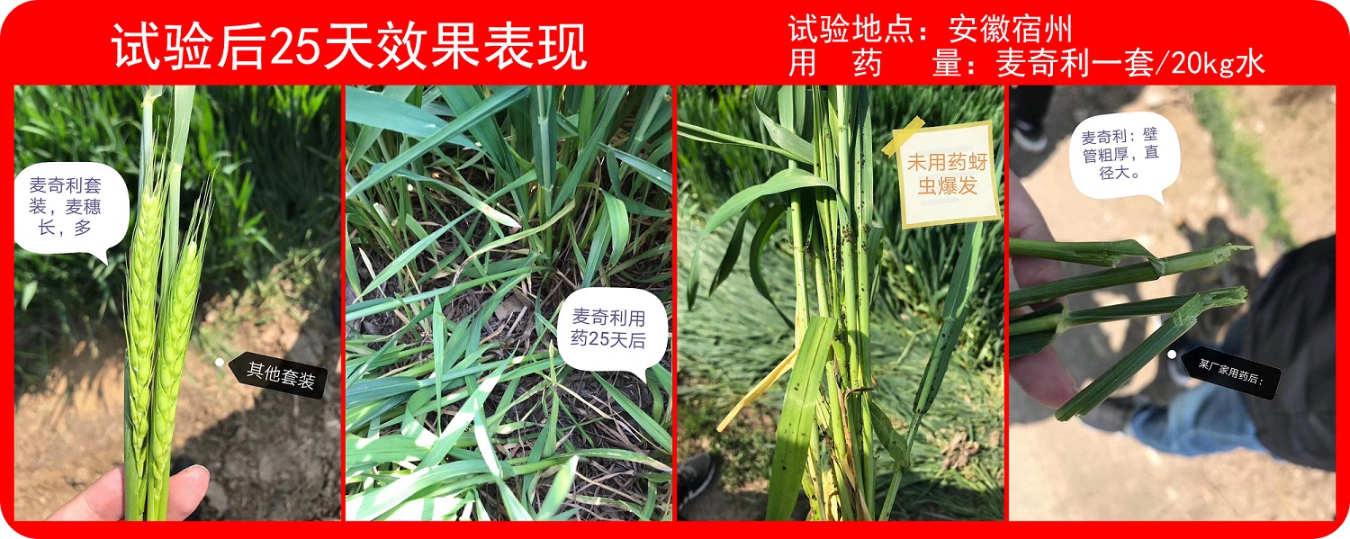 安徽實驗效果.jpg